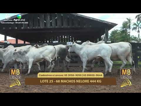 530� LEIL�O VIRTUAL DE CORTE