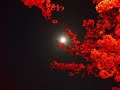 蘇州夜曲を夜桜の写真で