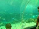 CJ\"s Manila Ocean Park Adventure