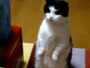 犬みたいにちょうだいをする猫
