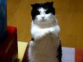 犬みたいにちょうだいをする猫