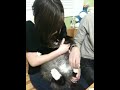 Lex the cutest cat ever