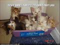 LOLcats - Never Gonna Give You Up