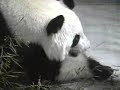 Mei Lan & Lun Lun in the Other Den, 12/18 Pt. 1 Mei Lan & Lun Lun in the Other Den, 12/18 Pt. 1