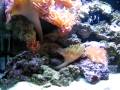 videos de 34 Gallon Red Sea Max Rose Anemone Tank - Month Six