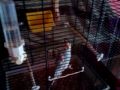 A budgie opens its cage