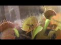 Venus Fly Trap EATS A FLY!!! Venus Fly Trap EATS A FLY!!!