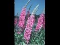 purple loosestrife Ayk and Brock