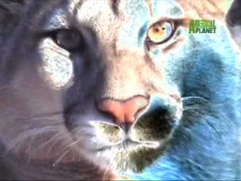 mountain lion