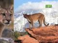 Nature's Perfect Predators- Mountain Lion