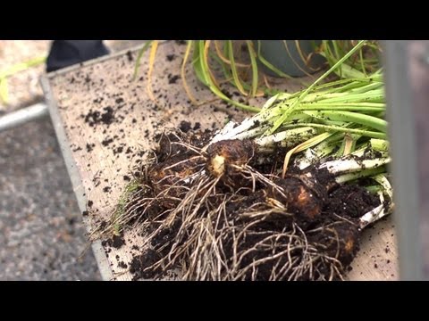 how to transplant narcissus