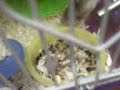 mummy n baby hamster doing exersice