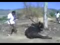 el pollo montador el pollo montador