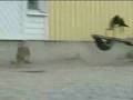 videos de Liebre atacando