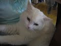 ふみふみ