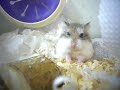 細b小露寶倉鼠囡既遊樂場 ~ Hamster - P1060670 MOV