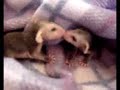 Baby Opossums