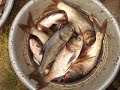 This is a project form ADRA india, Post Tsunami Health, Education and Livelihood promotion to enhance the livelihood of SHG through Fish culture. This project has been implemented in Silambimangallam village, Cuddalore district, Tamil NAdu.
