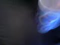 Flaming Cup