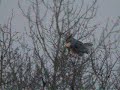 Wild Great Horned Owl in sexual display Wild Great Horned Owl in sexual display