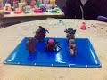 Killer Spiders (6 fps)