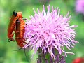 Insectos y flores en las Merindades Insectos y flores en las Merindades