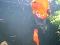 Atualizando os vídeos de meu aqua depois de um bom tempo! 