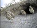 Burrowing owls run for cover