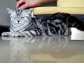 On Heat (Talking Cats)