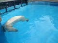 oso polar en el zoo oso polar en el zoo