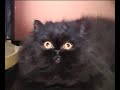 Persiano nero pelo lungo