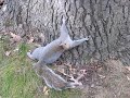 Drunk Squirrel