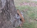 Drunk Squirrel