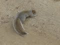 Drunk Squirrel