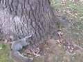 Veverita beata incearca sa se urce in copac