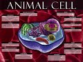 Animal cell project Biology joseph salvaggio