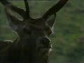 Dise�o en la naturaleza. parte cinco