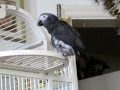 Non-Stop-Parrot-Talk