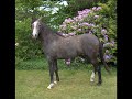 Wisdoms Al  Ashab arabian stallion