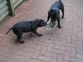 my staffy loves to tug