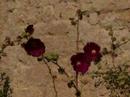 Video5_Languedoc-Roussillon Video5_Languedoc-Roussillon