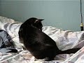 bunia-playing-with-her-own-tail.html
