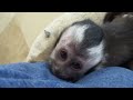 Baby Monkey Nala Talks to Me