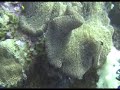 Palau - anemonefish