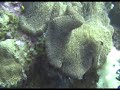 Palau - anemonefish