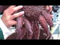 13lb Lingcod spews up two Octopus