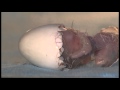 Rare 'Rio' parrots hatch
