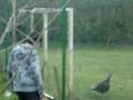 videos de walter hablando kon las ocas