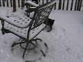 schnauzer puppy in the snow