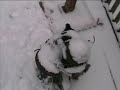 schnauzer puppy in the snow